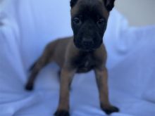 Belg malinois
