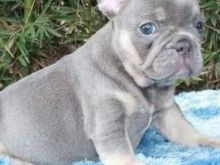 Qenush të racës Bulldog Francez në shitje.