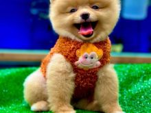 Qenusha Pomeranian BOO në shitje