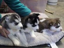 Këlyshët Siberian Husky në shitje