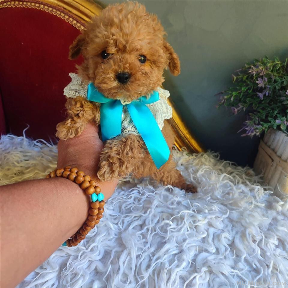 Maltipoo mini