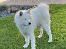 Shitet qeni samoyed mashkull