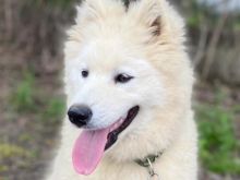 Samoyed