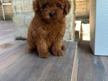 Toy Poodle