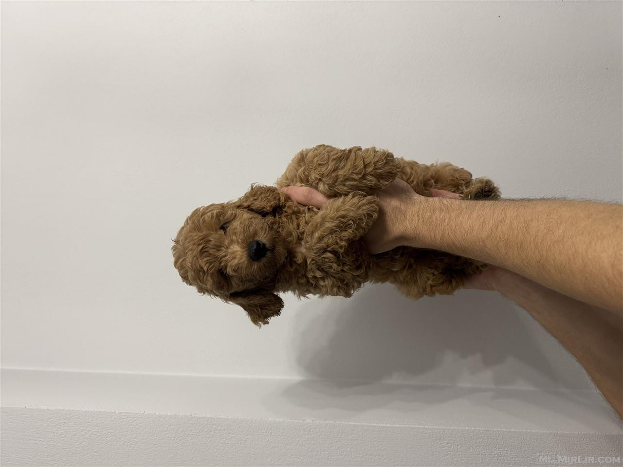 poodle