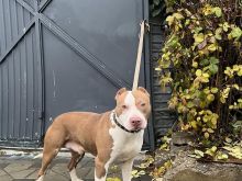 Pitbull