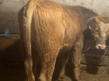 Shitet Mzati rreth 250 kg per me rujt ose per mish