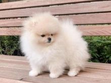 Pomeranian boo