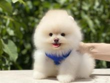 Pomeranian boo