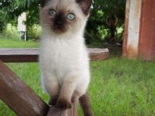 Kotele Siamese
