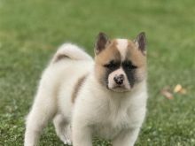 Shiten kelysh Amerikan Akita