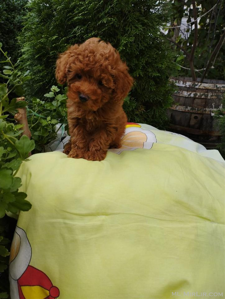 Toy Poodle