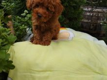 Toy Poodle
