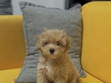 Maltipoo Mini