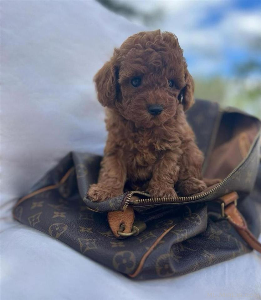 Toy Poodle