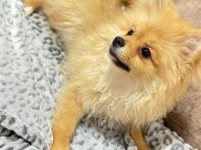 🐶 Pomeranian për shitje – 3 muajsh