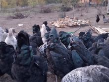 Shiten vetëm knojsit e sivjetit