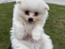 Mini shpitz