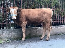 Shitet mzati bio rreth 250’kg