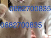Shiten kotele Turkish Angora