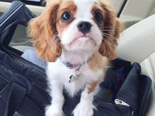 Cavalier King  WhatsAppa +37067987419