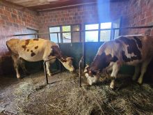Lop barse, dhe mshtjerr