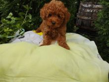 Toy Poodle