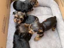 Yorkies puppies
