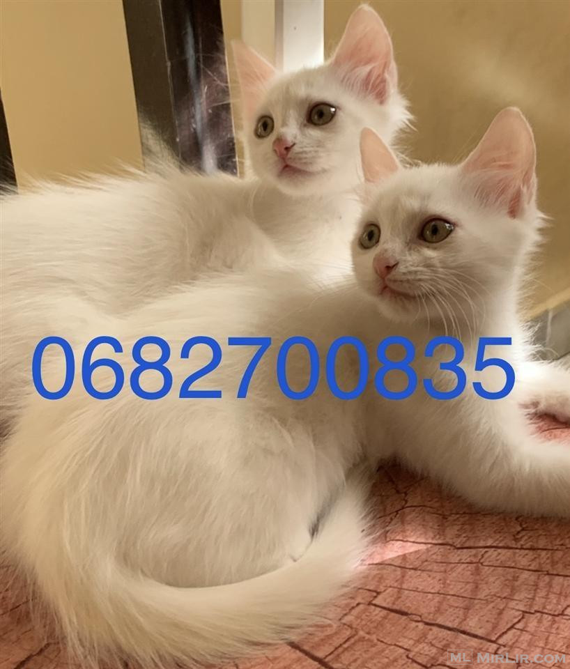 Shiten kotele Turkish Angora