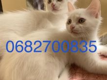 Shiten kotele Turkish Angora