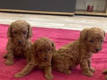Adorable toypoodles