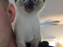 Kotele Siamese