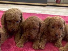 Toypoodle puppies