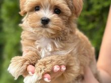 Maltipoo i adhurueshëm