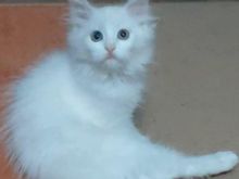 Shesim Angora te bardhe 200e dhe te zeze 150e