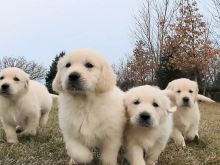 Shesim Golden Retriever