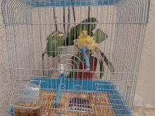 SHITET KANARINA E RALLE.1 VJEC TIRANE 40 €