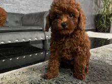 Toy Poodle  tirane