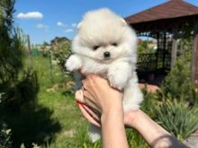 Pomeranian boo oferte