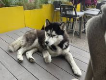 Shitet Husky 2vjeç