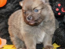 Pomeranian puppy 