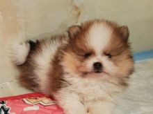 Miniature Pomeranian