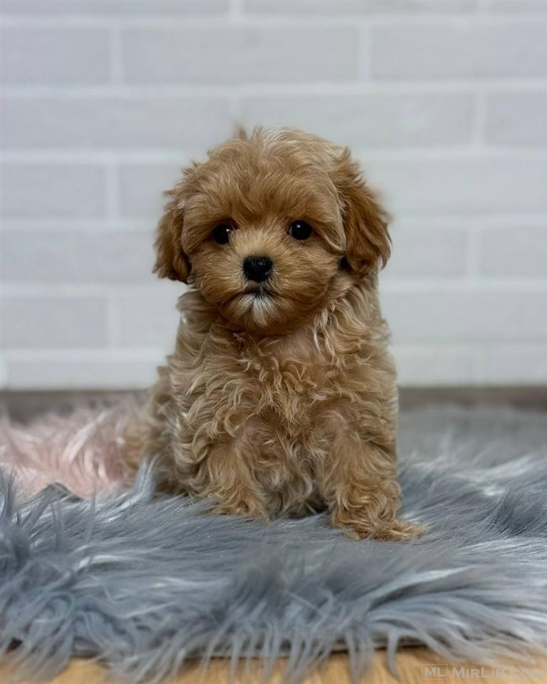 Këlyshët Maltipoo