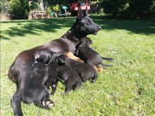 Klysh Belgian Malinois