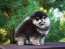 Pomeranian Boo puppies