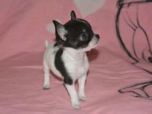 Këlyshët Chihuahua