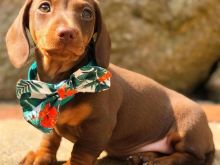 Miniature dachshund puppy
