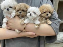Maltipoo  Whatsapp +37067987419