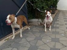 Pitbulla