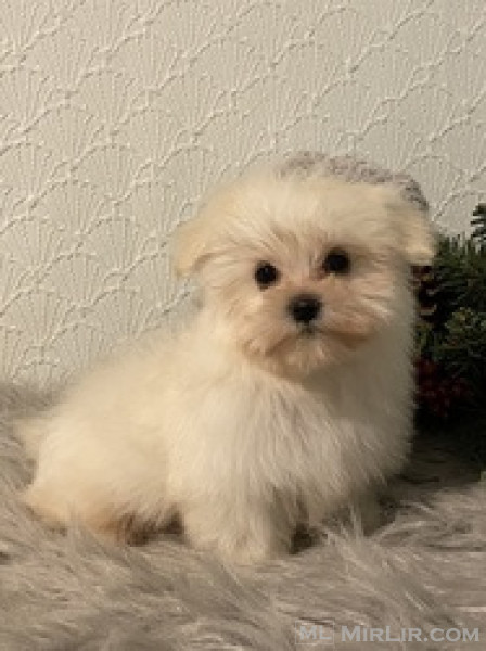 Qenush Maltese